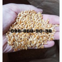 Продам канадские озимые сорта (элита) пшеницы Alma и Baxter