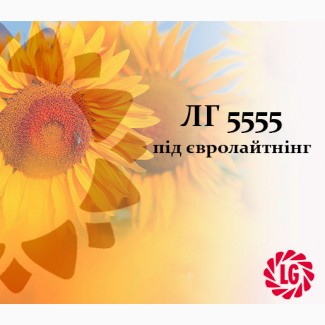 Пропонуємо насіння соняшника ЛГ 5555