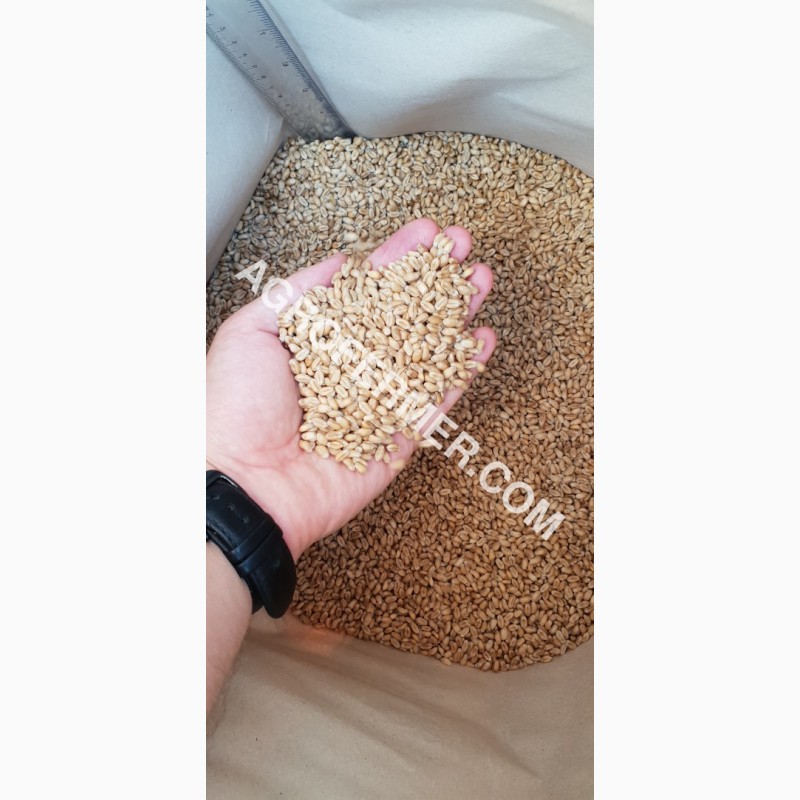 Фото 3. Семена пшеницы сорт FOX канадская трансгенная двуручка