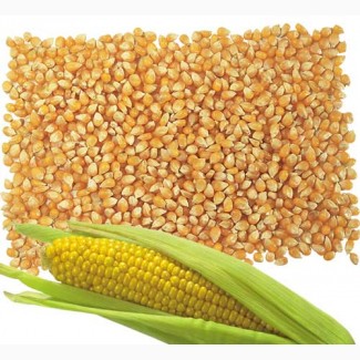 Куплю кукурузу от 100 тонн, цена высокая