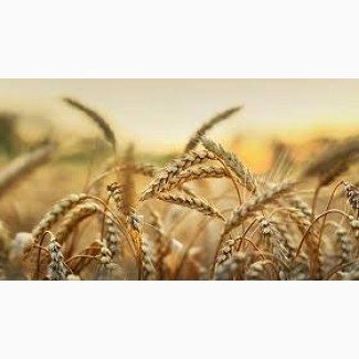 Семена озимой пшеницы Верден (элита)