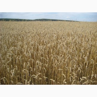 Пшеница 2-3к, Ивано-Франковск