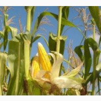 Гибрид ДН Аншлаг ФАО 420 семена кукурузы