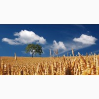 Закупаем пшеницу 2-3 класс Запорожская область