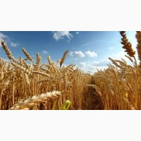 Семена озимой пшеницы Орлеан (элита)