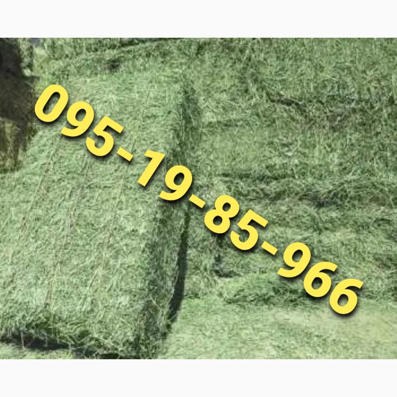 Фото 3. Сено люцерны, луговое сено, разнотравье, солома в тюках из зерновых с доставкой