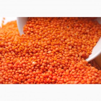 Red football lentils