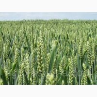 Семена пшеницы СТРУНА МИРОНОВСКАЯ элита 1 репрод