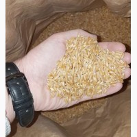 Семена пшеницы ZELMA, канадский трансгенный сорт твердой пшеницы