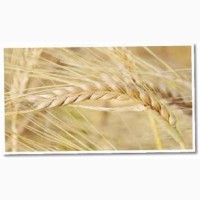 Семена озимой пшеницы Кан (элита)