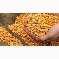 Куплю кукурудзу у Львівській області