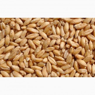 Продам пшеницю з головнею