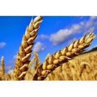 Пропонуємо на продаж пшеницю, на експорт