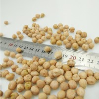Chickpeas for sale good price