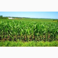 Гибрид Диадема ФАО 340 семена кукурузы