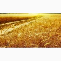 Семена озимой пшеницы Лиль