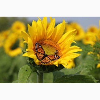 Пропонуємо купити насіння соняшнику Monarch (NS Serbia) | Монарх