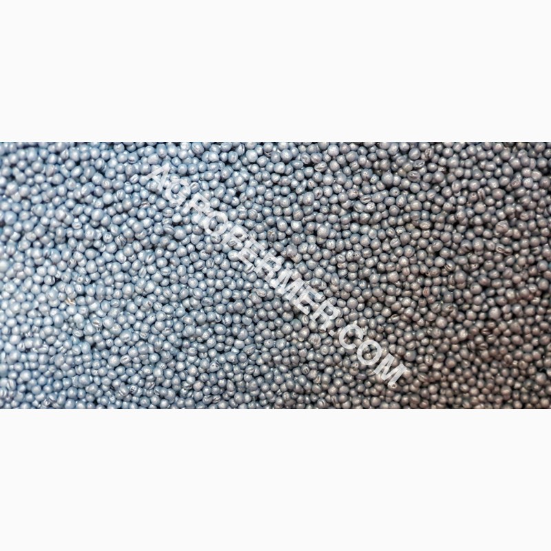 Фото 4. Семена рапса CHILKAT FS – 199 канадский озимый гибрид