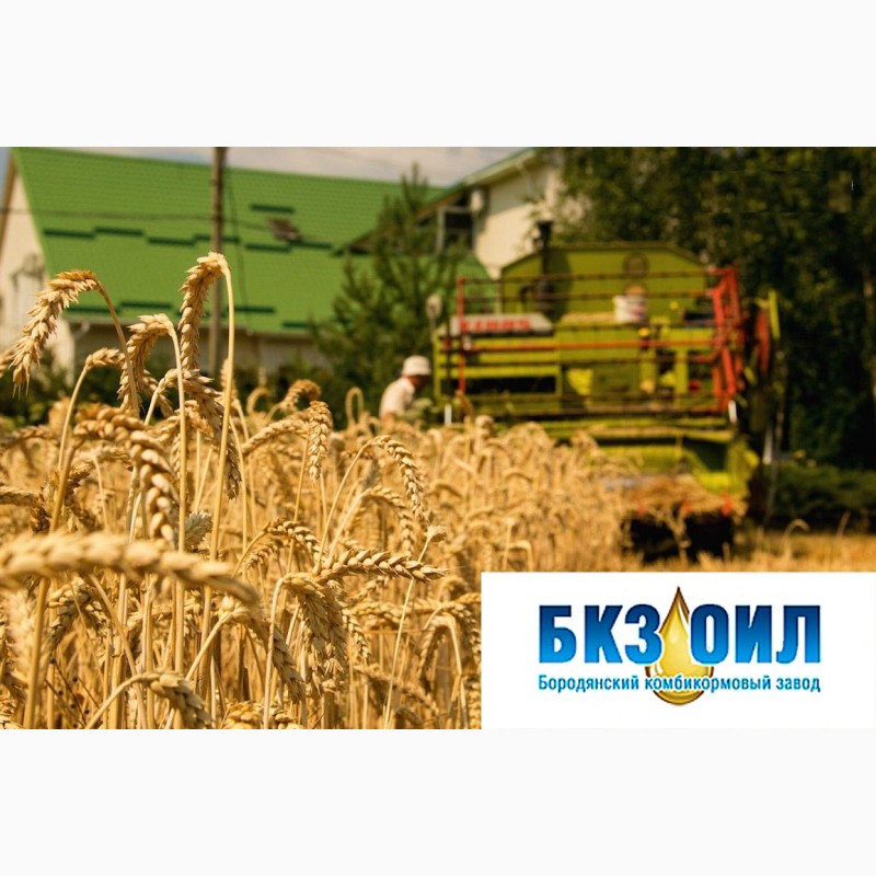 Фото 2. Куплю пшеницу фуражную с поля, хозяйства, элеватора. Самовывоз