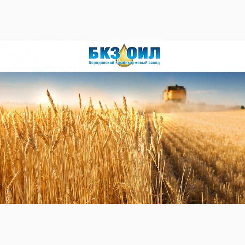 Фото 4. Куплю пшеницу фуражную с поля, хозяйства, элеватора. Самовывоз