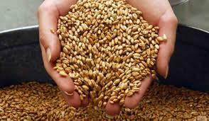 Фото 5. Куплю пшеницу фуражную с поля, хозяйства, элеватора. Самовывоз