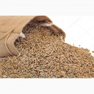 Продам жито посівне