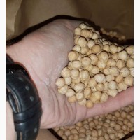 Семена Нута HOPE-канадский ярый трансгенный продовольственный сорт нута