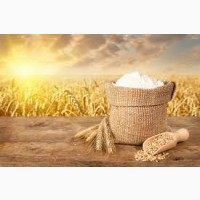 Продам борошно пшеничне першого гатунку