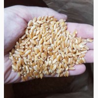 Продам семена озимой пшеницы CHICAGO-трансгенный канадский сорт