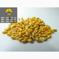 Насіння від виробника: соняшник, кукурудза