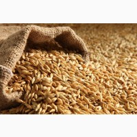Зерносмеси, зерноотходы, зерновые куплю