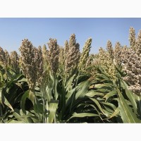 Семена зернового сорго Спринт W, 115-125 дней