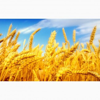 Закупка пшеницы, ячменя, кукурузы и рапса по хорошей цене