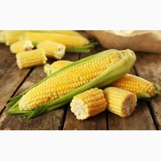 ТОВ Південна Зернова Столиця закуповує великим оптом у виробника кукурузу фураж