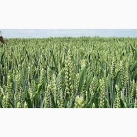Пшениця озима Октава Одеська