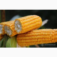 Зерно кукурудзи Орілскай
