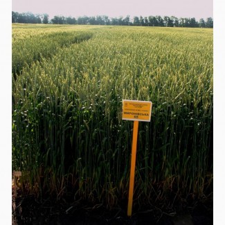 Семена озимой пшеницы Мироновская-65-элита