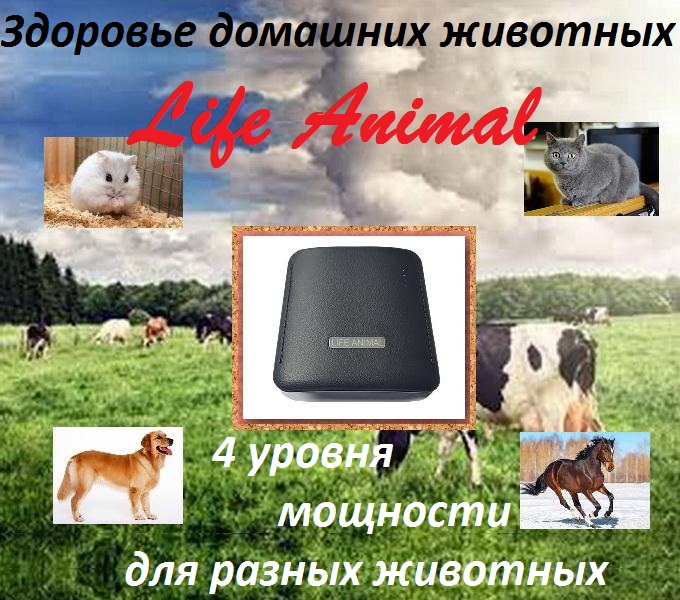 Фото 3. Лечение кошки, собаки, коровы устройством Life Animal 4 мощности|АКЦИЯ: кешбэк 10%