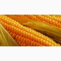 Гибрид Кодивал ФАО 290 семена кукурузы