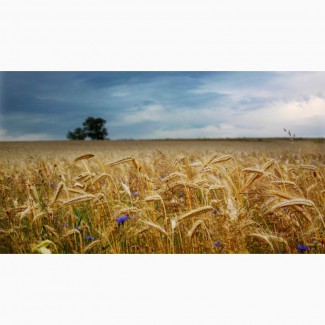 Закуповуємо великим оптом у виробника пшеницю 2-4 класс
