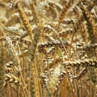 Пшениця озима Ліга Одеська