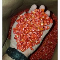 Продам семена кукурузы POINT ФАО 330 канадский трансгенный гибрид