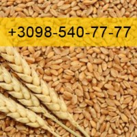 Закуповую пшеницю 2023 р. врожай
