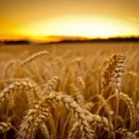 СРОЧНО продам канадский трансгенный сорт мягкой пшеницы двуручки KASTOR от поставщика