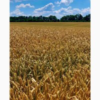 Озима пшениця БОГДАНА (еліта, урожай 2023 року)