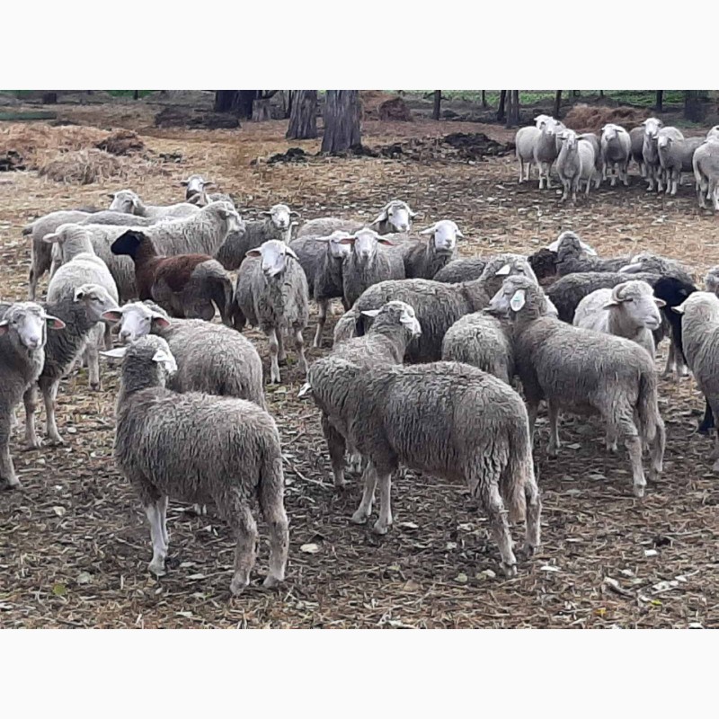 Фото 9. Вівці, баранчики 180гол