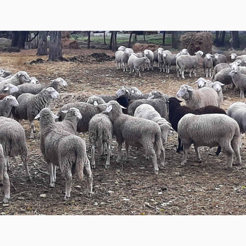 Фото 2. Вівці, баранчики 180гол