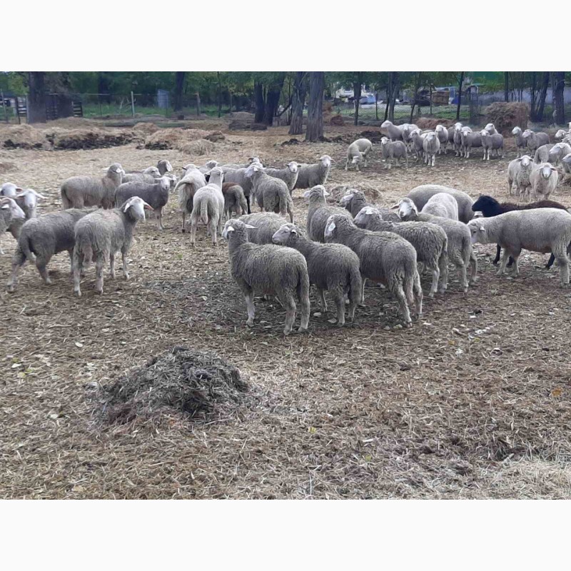 Фото 3. Вівці, баранчики 180гол
