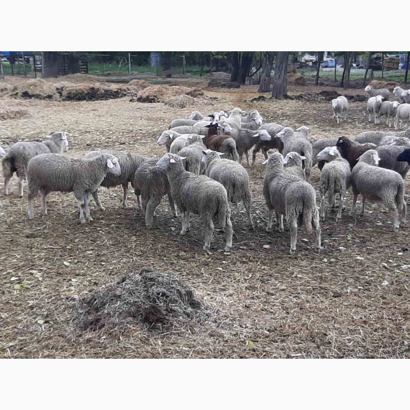 Фото 4. Вівці, баранчики 180гол