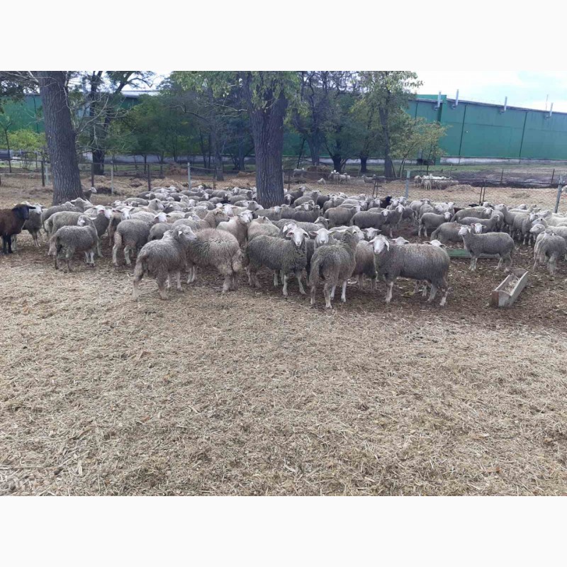 Фото 5. Вівці, баранчики 180гол